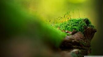 Moss Macro 4k HD Desktop Wallpaper For Ultra Tv Tablet