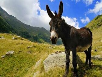 Donkey Wallpaper HD Pw