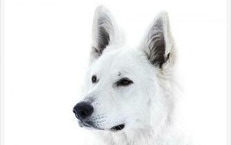 White Dogs Running Wallpaper Picture