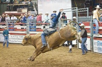 Bull Riding Wallpaper