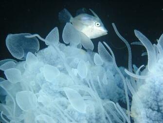 Marine Biology