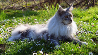 Animal Maine Coon 4k Ultra HD Wallpaper