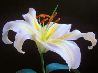 Lily Flower