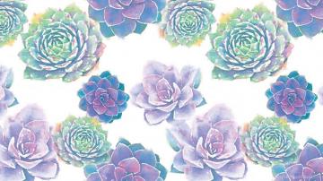 Succulent Aesthetic Desktop Wallpaper On