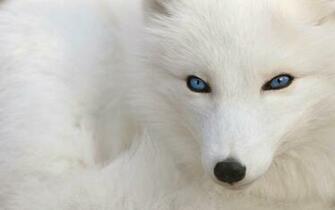 Pure White Fox Wallpaper