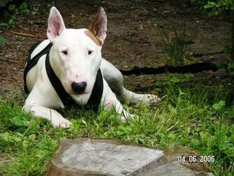 Bull Terrier Wallpaper X Net