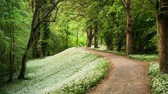 Category Nature HD Wallpaper Subcategory Forests