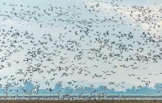 Wallpaper Snow Geese Wildlife Animals