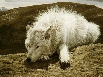 Christmas Wallpaper S White Wolf