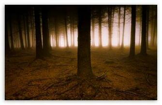 Pine Trees Forest HD Desktop Wallpaper High Definition Fullscreen