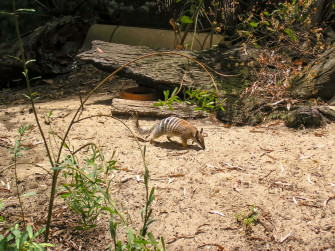 Numbat Wallpaper