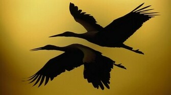 Wings Birds Silhouettes Wallpaper