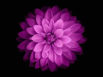 Phone Look More Elegant By Ing Our Lock Screen Wallpaper