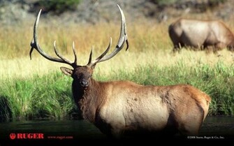 Hunting Elk