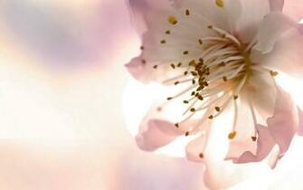 HD Wallpaper Wide Pack Noname