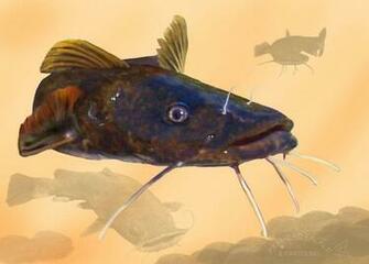 Catfish Wallpaper