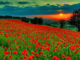 Poppy Fields