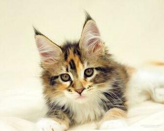 Maine Coon Wallpaper