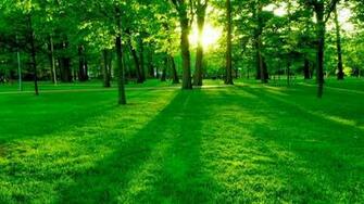 Greenish Yelow Nature All For Desktop