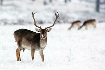 Beautiful Wallpaper Deer
