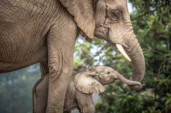 4k Elephant Wallpaper