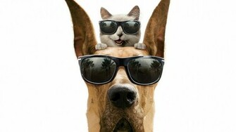 Cool Cat And Dog Wallpaper IwallHD HD