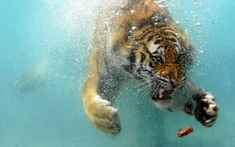 Wallpaper 11tiger Diving Underwater Photo HD61145 Jpg