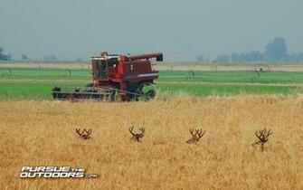 Browning Buck Wallpaper