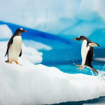Gentoo Penguins 4k HD Desktop Wallpaper For Ultra Tv