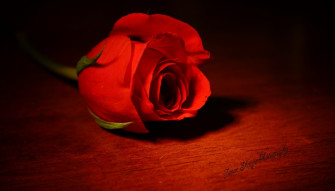 Nature Rose HD Wallpaper