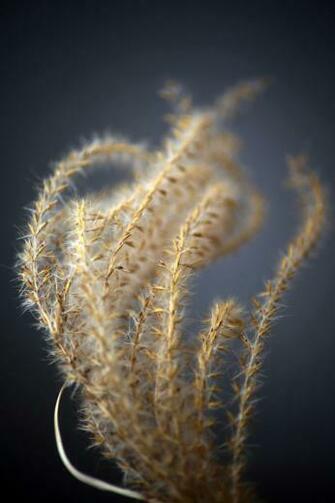 Wheat Zen iPhone Wallpaper