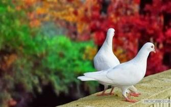 Beautiful HD Wallpaper U Sweet Love