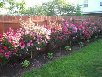 Cliserpudo Backyard Rose Garden Image