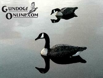 Hunting Dogs Bird Gun Dog Supplies Articles Video Tips