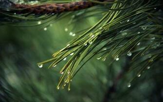 Pine Wallpaper High Quality