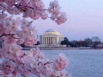Think Spring Dc S Cherry Blossom Season Wishyouwerehere