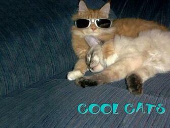 Pets Wallpaper Cats Background Dogs Desktops