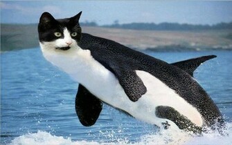Cat Whale Wallpaper