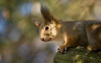 Funny Squirrel Desktop Wallpaper On Latoro