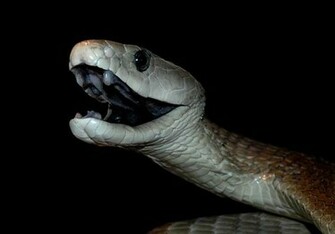 To Myself What A Wonderful World Creature Feature Black Mamba