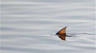 Go Back Gallery For Tailing Redfish Wallpaper