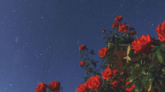 Flower Aesthetic Kfctug53jb5ovrov Wallpaper