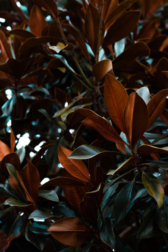 Green And Brown Leaves Plant Photo Image