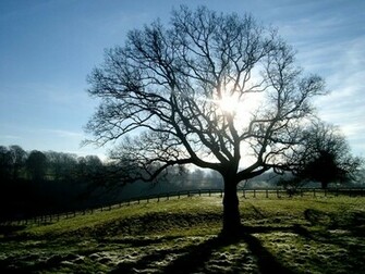 My Matedave Winter Sun In Trees Wallpaper