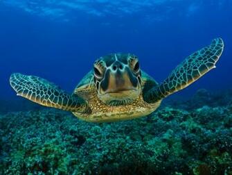Turtle Wallpaper Cute Underwater Turtles HD
