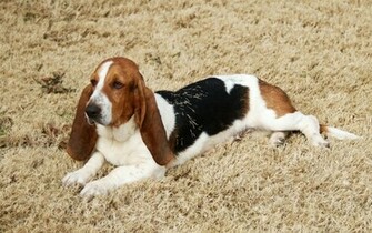 Basset Hound Wallpaper Animal