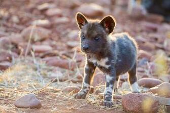 Cool Background Of Animals That Will Blow You Away