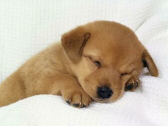 All Wallpaper Beautiful Dog HD