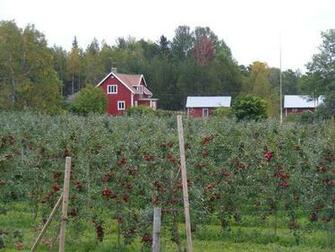 Apple Orchard Wallpaper Aland