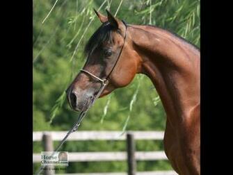 Arabian Horse Screensaver And Desktop Wallpaper